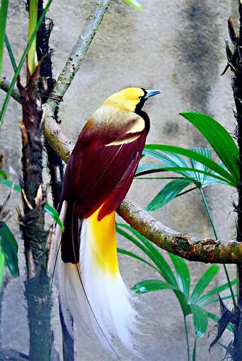 天堂鳥 鳥類|世界上最美的鳥類「天堂鳥」